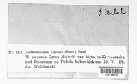 Anthracoidea caricis image